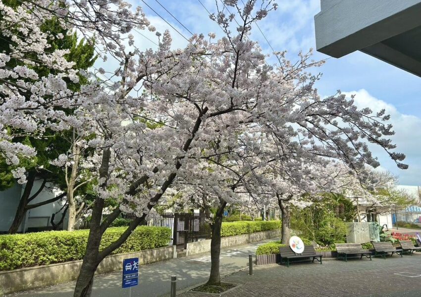 今年は桜の開花が遅く、校内の桜はまるで新中学一年生を待ちわびていたかのように満開となりました。